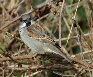 Wróbel, fot. Neil van Dokkum/ Archiwum OTOP